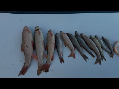 Видео: Маринка Проводкага