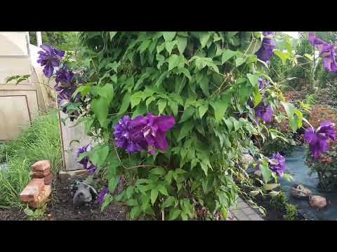 Видео: Новый РОЗАРИЙ, из корнесобственных роз 🌹🌹🌹