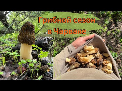 Видео: Тихая охота в Чарвакских горах. Фильм 2 | Горы Узбекистана с Туризмологом