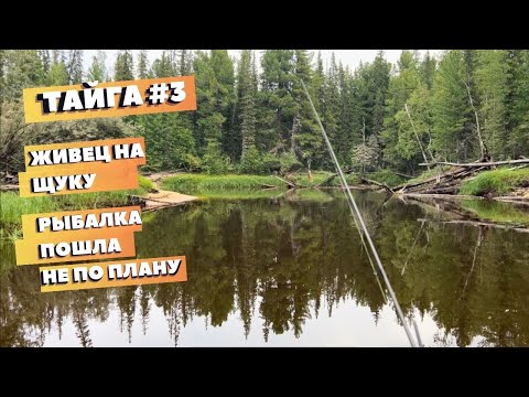 Видео: Рыбалка ранним утром и неожиданный улов перед грозой! Жор на микро вертушку. #рыбалка