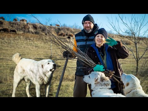 Видео: ПРЕСАЖДАНЕ на ЛЕШНИЦИ | Как е АГЪНЦЕТО със счупения крак? | Ферма Монсър