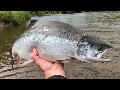 Видео: Один день на реке Тохтинка.