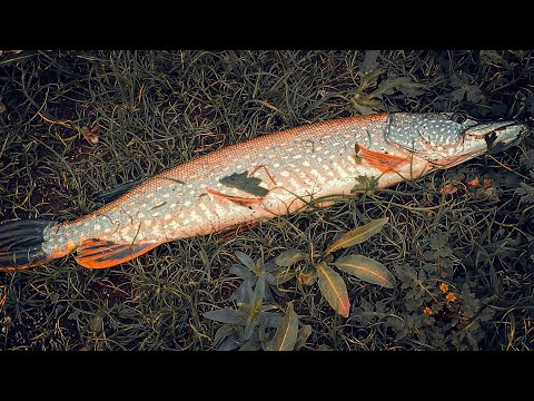 Видео: Щука на Волкер, Рыбалка на Щуку в Сентябре