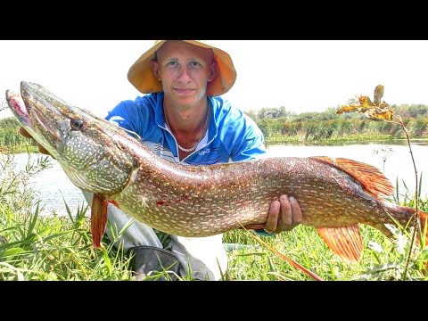 Видео: Огромная щука ТАСКАЛА ЛОДКУ 20 МИНУТ! ЭТО НЕРЕАЛЬНО! Атаки прямо под лодкой! Рыбалка 2021.
