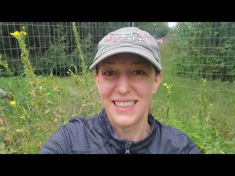 Видео: Примула вечерняя: идентификация, съедобные части и традиционное лекарственное применение