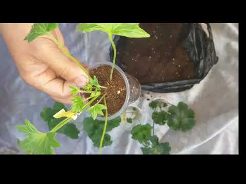 Видео: #5. Сувда томирлаган геран кучатини турпокка кучириш усули.#geran #gullar