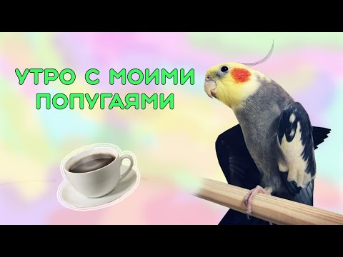 Видео: МОЕ УТРО☀️ С 5 ПОПУГАЯМИ 🐦 ПОПУГАИ НЕ ДАЮТ МНЕ СПАТЬ?!