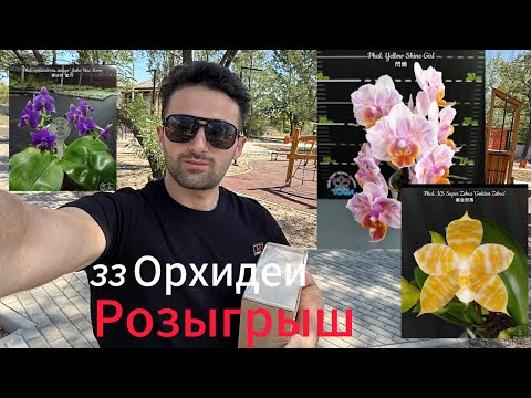 Видео: 3 Новых Фаленопсиса От 33 орхидей. Розыгрыш ￼￼