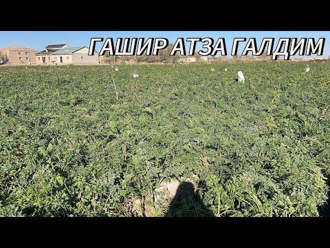 Видео: Бугун гашир атза галдим 6 ноября 2025г