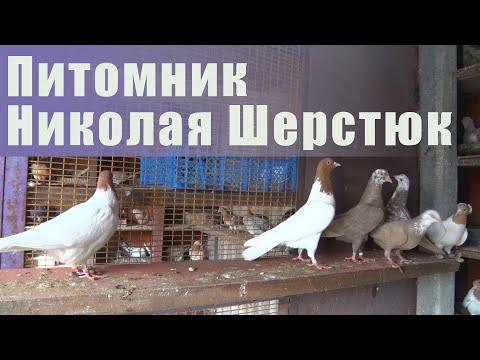 Видео: В гостях в питомнике у Николая Шерстюк