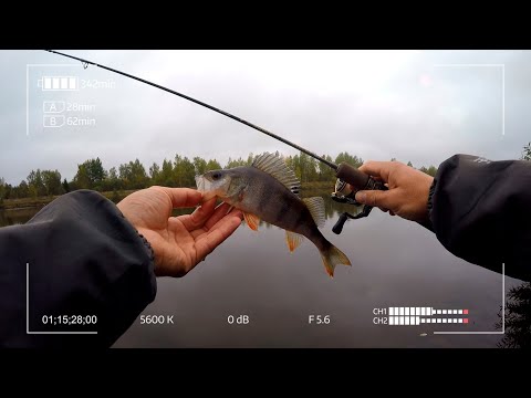 Видео: Куда ни кинь - везде Окунь. Лови в удовольствие с Favorite Arena Vivid на канале им. Москвы.