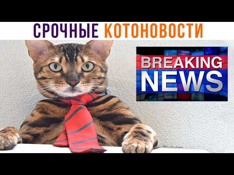 Видео: Приколы с котами. КОТОНОВОСТИ, которые мы заслужили | Мемозг 929