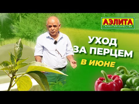 Видео: УХОД за СЛАДКИМ ПЕРЦЕМ в ИЮНЕ! Урожая будет много!