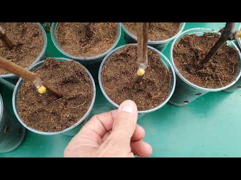 Видео: Виноград из чубука - это просто!