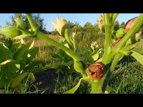 Видео: Сбор семян табака от А до Я
