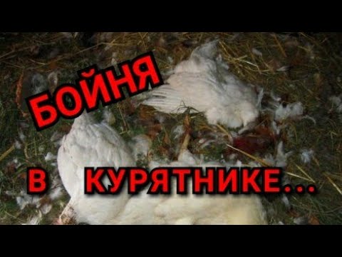 Видео: 👹Шок!!//Бойня в Курятнике!//Кто то Разорвал Всех Цыплят!//Собака, Ласка,Хорёк?