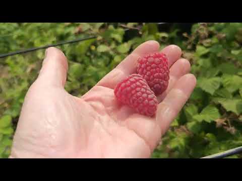Видео: Малина Вайолет, Пшехиба. Первые ягодки. 16.06.25 г.