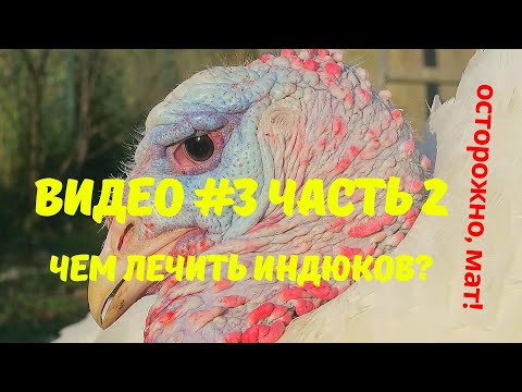 Видео: Выращивание индюков. Лечение,  профилактика болезней. Продолжение обзора лекарств.  Видео №3 Часть 2