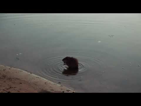Видео: Саралы - лаборатория в природе