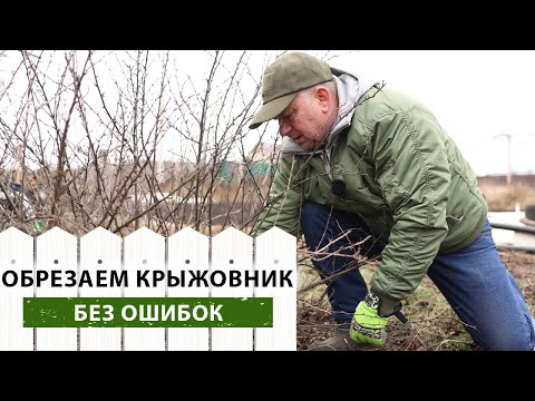 Видео: Правила осенней ОБРЕЗКИ и ФОРМИРОВАНИЯ кустов КРЫЖОВНИКА