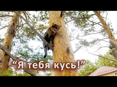 Видео: Маленькая, но опасная