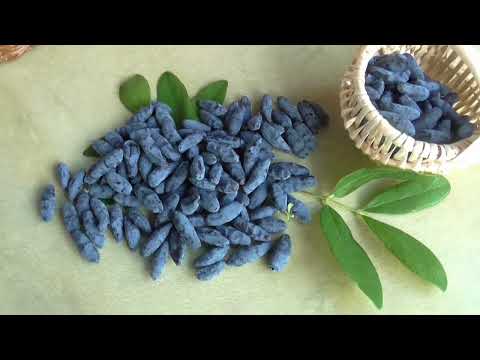 Видео: ЛАВИНА . Сладкий сорт жимолости из Бакчара./  Коллекция Светланы Татур.