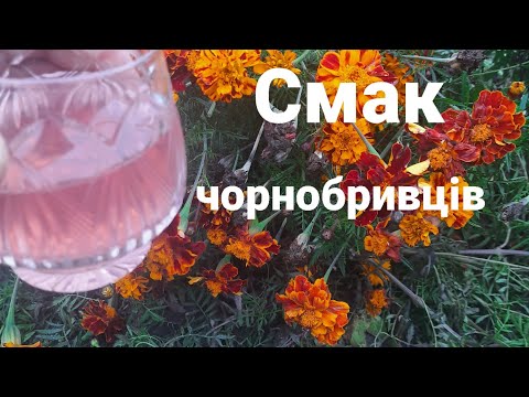 Видео: Незвичний напій з чорнобривців - ігристе диво власноруч