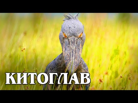 Видео: Китоглав: Африканская Королевская цапля | Интересные факты про китоглава
