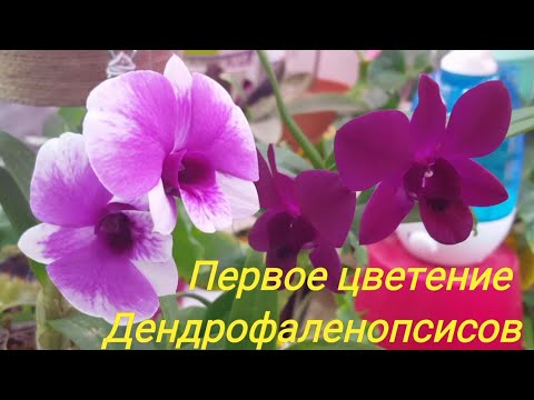 Видео: Первое долгожданное цветение дендрофаленопсисов!  Орхидеи проснулись! ..самое неожиданное чудо!!! )