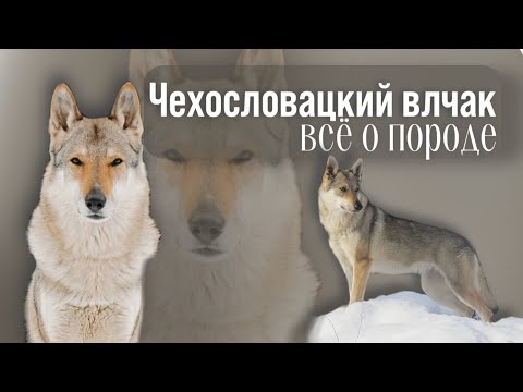 Видео: Чехословацкий влчак, всё о породе