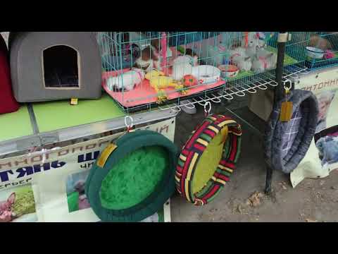 Видео: Собачий рынок,Ит базар.Бишкек 🐕👍
