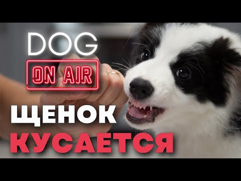 Видео: Щенок кусает руки 🎙️ Разбираем реальные ошибки