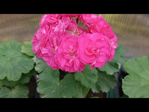 Видео: Что новенького в теплицах. Ноябрь 2025г. Цинерария к 8 марта, обзор‼️