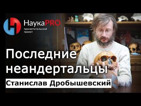 Видео: Последние неандертальцы – Станислав Дробышевский | Лекции по антропологии