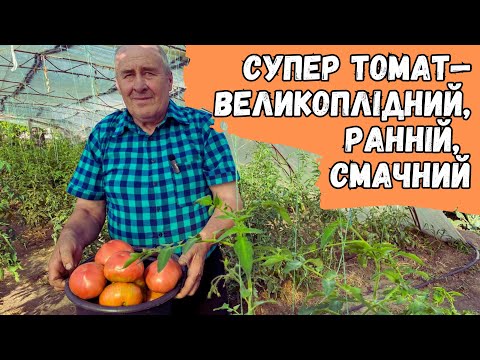 Видео: Супер томат—Великоплідний, ранній, смачний!