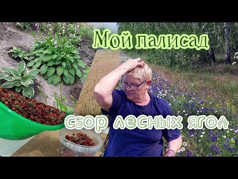 Видео: Мой палисад и сбор лесной клубники.