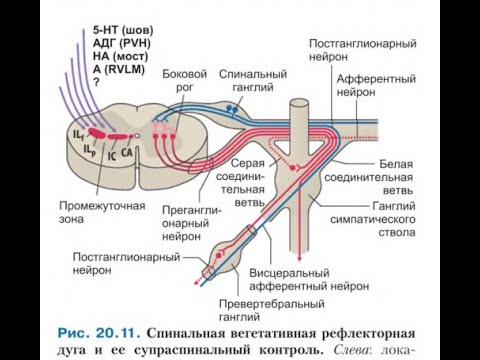 Видео: Вегетативная нервная система -  1