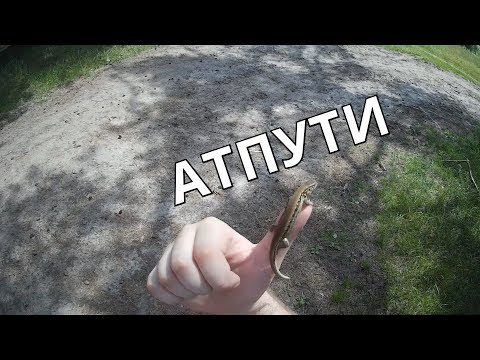 Видео: Ловлю Ящериц и Ужа - Как и Зачем?