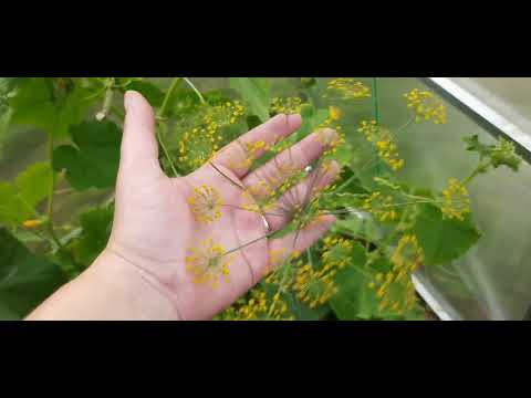 Видео: ЖУКИ НА 🍆 😔//НАЧАЛИ ДЕЛАТЬ АРКУ ДЛЯ РОЗЫ//СТОЛ ДЛЯ МАГАЛЬНОЙ ЗОНЫ//