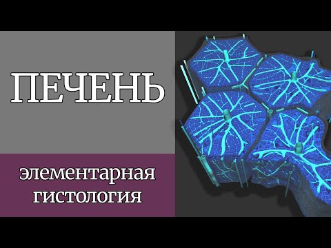 Видео: Печень | Элементарная гистология