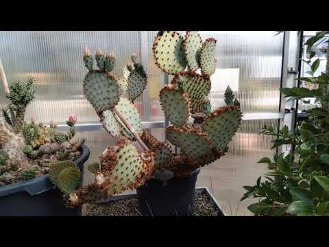 Видео: Посещение кактусной теплицы Михаэля Кисслинга.Michael Kießling