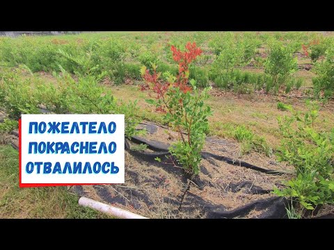 Видео: Не все болезни это болезни