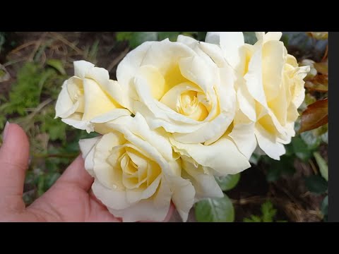 Видео: Розы - первогодки из питомника "Роза - Кубань" ч.2