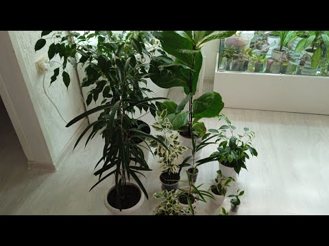 Видео: комнатные цветы.мои фикусы ...что новенького???