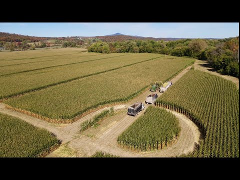 Видео: Рубим кукурузное поле площадью 100 акров. Сумасшедшие тонны на акр.