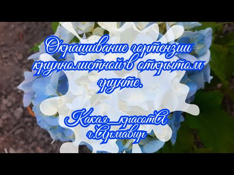 Видео: Я покрасила крупнолистную гортензию в открытом грунте.30.06.25