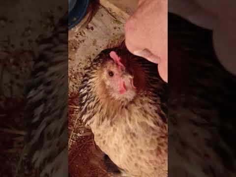 Видео: Прибавление в хозяйстве 🐥🐇.