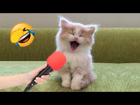 Видео: Смешные животные заставят вас смеяться до слез 😂