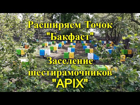 Видео: Заселение шестирамочников "APIX" / Расширяем Точок "Бакфаст"