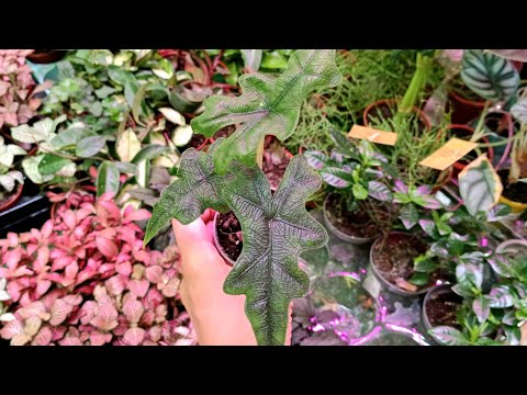 Видео: 🪴Цветочки в Леруа Мерлен⚘🍃